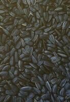 A pattern of many unprocessed fried sunflower seeds in a black shell. photo