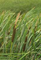 A lot of stems from green reeds. Unmatched reeds with long stems photo