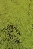 Texture of swamp water dotted with green duckweed and marsh vegetation photo