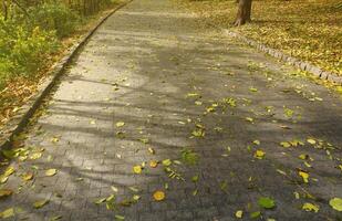 hermosa naturaleza otoño paisaje. paisaje ver en otoño ciudad parque con dorado amarillo follaje en nublado día foto