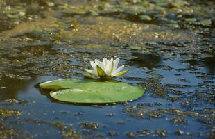 Beautiful white lotus flower and lily round leaves on the water after rain in river photo