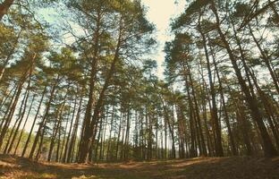 Spring sunny landscape in a pine forest in bright sunlight. Cozy forest space among the pines, dotted with fallen cones and coniferous needles photo