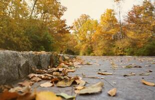 Beautiful Nature Autumn landscape. Scenery view on autumn city park with golden yellow foliage in cloudy day photo