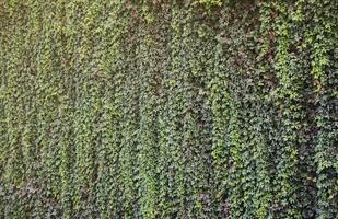 Old castle wall full of green ivy leaves in early autumn photo