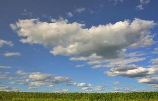 A rural landscape with a green field of late sunflowers under a cloudy blue sky photo