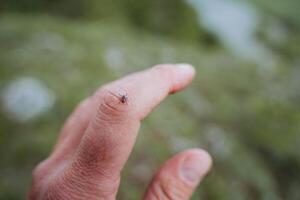un pequeño garrapata con un rojo cuerpo gatea en el piel en el brazo, un encefalitis portador de el enfermedad en el bosque, un turista escogido arriba un garrapata en un caminar, un mano en peligro desde un insecto. foto