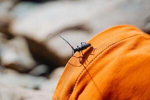 escarabajo barbo leñador, negro insecto conífera destructor, árbol parásito, largo insecto bigotes, lata volar, macro fotografía foto