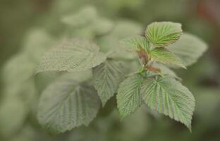 Photo of a few green leaves from a raspberry bush. Growing bush of raspberry. Macro photo with blurred background