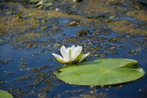 Beautiful white lotus flower and lily round leaves on the water after rain in river photo