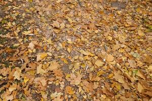 rojo y naranja otoño hojas antecedentes. exterior. vistoso fondo imagen de caído otoño hojas foto
