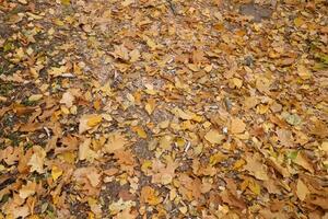 Red and orange autumn leaves background. Outdoor. Colorful backround image of fallen autumn leaves photo