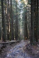 Amazing autumn forest in morning sunlight. Red and yellow leaves on trees in woodland photo