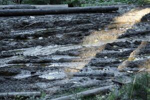 Muddy tracks with puddles on wet muddy surface in forest path photo