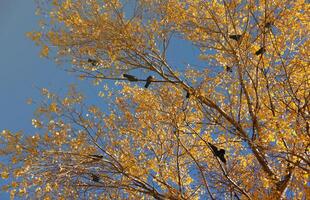 muchos pájaros negros se sientan en las ramas de un árbol alto de otoño con hojas amarillas contra el fondo del cielo foto