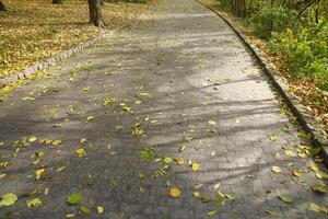 hermosa naturaleza otoño paisaje. paisaje ver en otoño ciudad parque con dorado amarillo follaje en nublado día foto