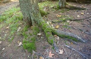 Many big and visible roots of old tree in mountain area forest photo