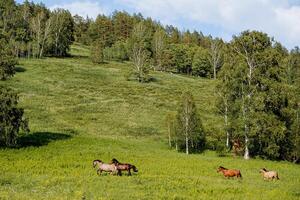 Wild horses graze in the mountains, horses run through the grass on the lawn, beautiful horses of brown color, the Bashkir horse in the Southern Urals. photo