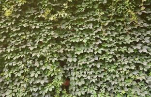 The texture of a lot of flowering green vines from wild ivy that cover a concrete wall photo