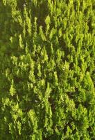 el textura de muchos ramas de verde conífero árbol en luz foto