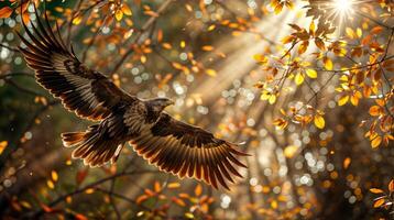 Eagle in flight through a sun-dappled forest with wingspan fully extended in autumn photo