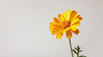 Close-up of vibrant yellow Marigold flower with beautiful petals and natural simplicity photo