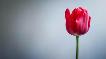 Red Tulip Bloom with Elegant Petals and Soft Nature Background in Spring photo