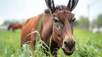 Close-up of a brown mule in a field with grass, nature surrounding, and farm in the background photo