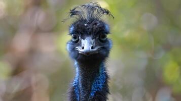 Emu portrait showcasing bird wildlife with feathers, beak, eyes in a close-up nature bokeh photo