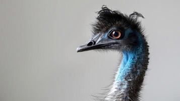 Close-up emu portrait showcasing its feathers, beak, eyes, and vibrant blue neck photo