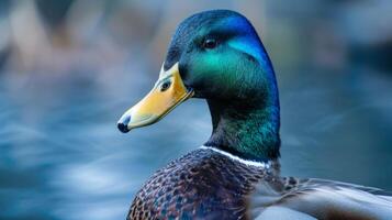 Close-up portrait of a colorful Mallard duck with vibrant feathers and detailed texture in nature photo