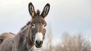 Close-up of a calm donkey with attentive ears and expressive eyes in nature photo