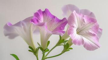 Petunia flowers with purple hues blooming showing close-up botanical details photo