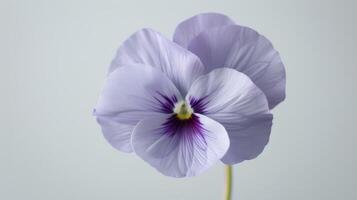 púrpura pensamiento flor con delicado pétalos y vibrante flora en contra un suave antecedentes foto