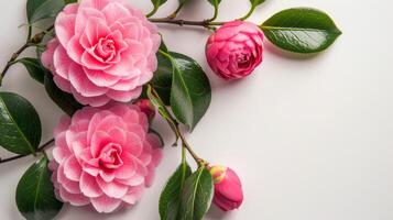 rosado camelia flores en floración con suave pétalos y botánico belleza en un blanco antecedentes foto