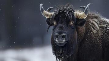 Yak in the snow displaying wildlife, mammal, horns, and fur textures in a winter portrait photo