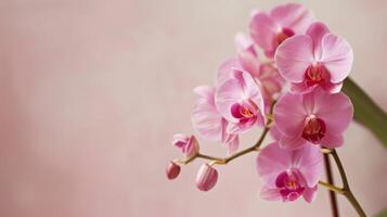 rosado orquídea floración exhibiendo el belleza, elegancia, y delicado naturaleza de botánico flores foto