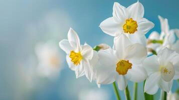 narciso flores monitor blanco pétalos y floración en primavera exhibiendo floral belleza foto