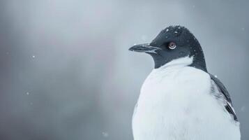Portrait of a penguin in the snow with wildlife, animal, bird, nature, and cold elements visible photo