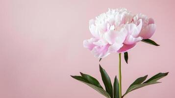 Peony in pink bloom with petals soft and delicate on a spring nature background photo