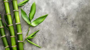 Bamboo stalks and leaves over textured green and concrete background with natural eco aesthetic photo