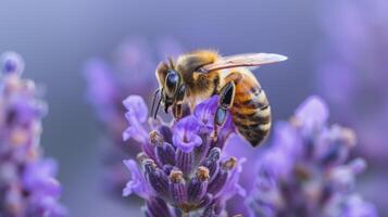 abeja en lavanda demuestra polinización con insecto en medio de flora durante fauna silvestre macro fotografía en naturaleza foto