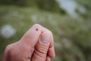 Encephalitis tick crawls on the skin, a harmful insect spreads deadly viruses, borrelosis is dangerous from a tick bite, small claw legs, crawls on the arm. photo