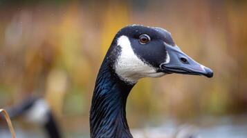 Close-up headshot of a brown and white Canada Goose with orange autumn bokeh background photo
