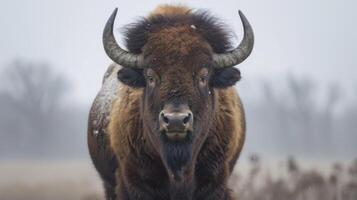 Buffalo in snowy nature with visible fur and horns in a winter wildlife portrait photo