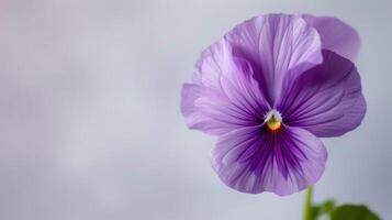 Delicate purple pansy flower with vibrant petals and detailed bloom in nature photo