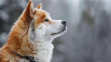 Akita dog in snow shows a winter portrait with fur profile looking noble and attentive photo