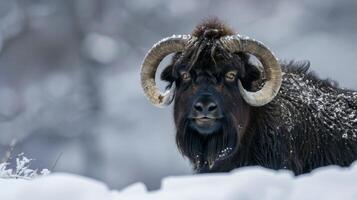 Muskox in snow shows wildlife during winter with animal bovine features in tundra photo