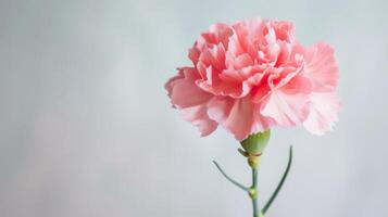 Pink Carnation Flower Bloom with Delicate Petals and Flora Elegance in a Macro Shot photo