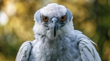 Majestic close-up portrait of a Harpy eagle featuring its intense stare and powerful beak photo