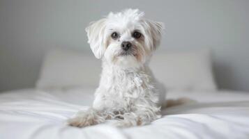 Adorable white fluffy Maltese dog sitting calmly on a cozy bed at home photo